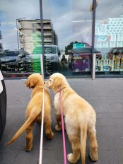 a5c6afdd4ed6ddd1d9e297fed77f6a01_174x232_fill