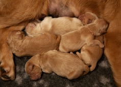 a63039c9637358374fd860933c0827b5_237