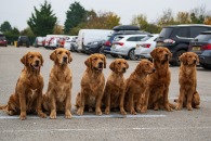 a67caffb0e9a32399e0c6eef7e0bd4f2_195