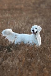 a6cf2330e9a01248f02feb7773e4ecaf_164x245