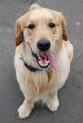 a6d3e0181f9ef0ce84dec4d79d1f7518_164x244