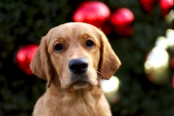 a71091a7db9f871c4e814a9f585b5fc1_246