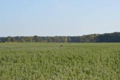 a71ed82ea6b45513a220fde3a3c65d22_246