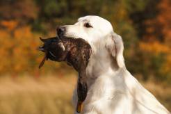 a764103470f51a791855db072af95dad_246x164_fill