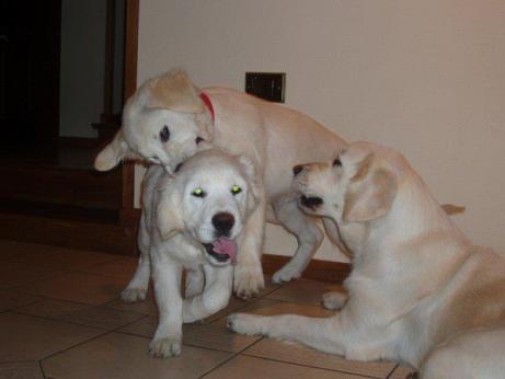 a78edf2558d7429dd2fe99163ba169e1_461