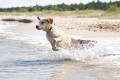 a7c5eed65f3f0e43b5cf4d655cc89c20_246