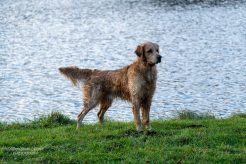 a819727ca5916ff513140a8fe00fd2a3_246x164_fill