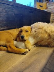 a81b87358f260b1c35e3171ba43cdfe2_174x232_fill