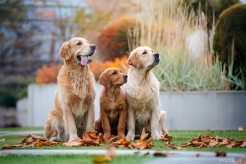 a8390d9a90311029c336933c6a2e2b0d_246