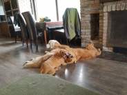 a854a5f20c1671a3e9504e37549bd423_184x138_fill