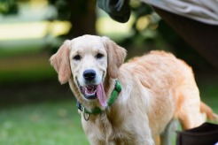 a8e2b09cc3e8f59518ece8997f5330cc_246