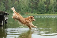 a975fb13da3a1da8a50d63767d7efa47_244