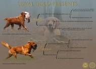 a9a72416045b9fc1f339d03e6542cb01_190