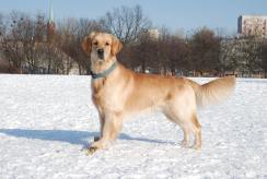 aa268e9a158a2912bbe1e0e7793b6d77_244