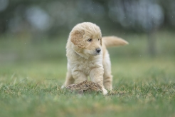 aabd760c6edd59bc3114d8518f692101_246