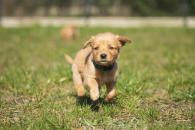 ab0a349e4cfbfede706310cf34163689_195x130_fill