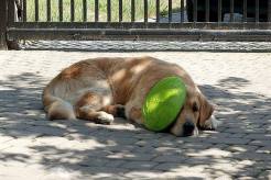 ab2818efd7025308d4901f6b3e90085a_246x164_fill