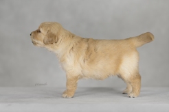 ab4d88ca423279c6ecf4acc0e4a25722_246