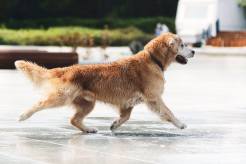 abb99209b8674bf4480dd2b2cab0c645_246x164_fill