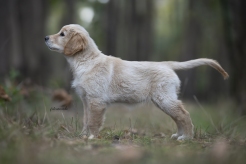 ac41a56d9cd6c697ca9d90dab9cf797d_246