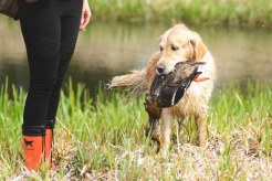 ac4ebf03935242bf4b62740ba5e2231f_246