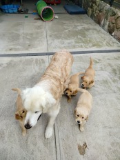 acb4c03347cbf5a239209b2cb3768150_174x232_fill