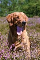 acc5f571aa7b20fc62b92f323adedf8c_130x194