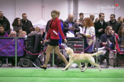 acfb46ef37cafe1f632376e10720a5ef_246