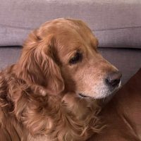 ad4f544df8c3ecc06e43c373140cacf1_200x200_fill