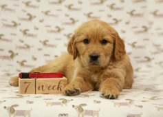 adab184e42684c06273151cc1ac454ee_237