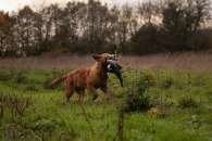 ade5c6b65e27181a35e45f53d5fdafe6_195