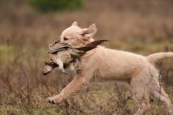 adf1dac480c9acc2ad0355921532f5c0_246