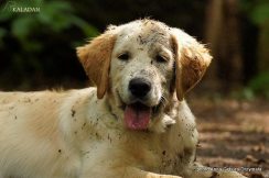 adf6758be3bfc4a73408fdbcc97b8446_244