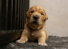 ae0b3ba224e824480463224ae8808a16_237