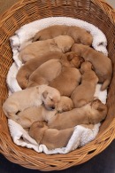 ae7ee2346a149c9aaed9283103298fb4_130x195