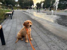 aecd368bc4ede7c625db2642e0dfd4b7_232x174_fill