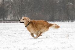 aedf93ca980aa19096d968346b2eac26_246