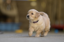 aefe9cc2de07f19ea984fa3a2be2d967_246