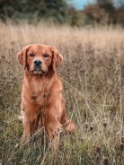 afc0082a72440439bffd1280291b1b56_138x184