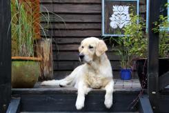 b0698b49436fc5617a9c69d64ace94dc_245