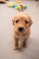 b0ac84bb575ee3f519e5f088bca4eabb_130x195_fill