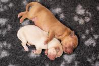 b0b66fa14a47b6bc5c3da636b9efdfd2_195x130_fill