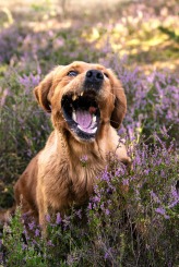 b0e5181340a875c4a57627ee223a6c73_164x245