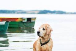 b0ee288a636fb6860cae71692e9ee1cc_246