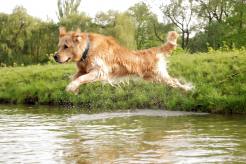 b1a0cc7da9358429eb8ed7ed788ebae6_246