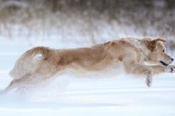 b1a15801d795df528a36686870c628d8_246