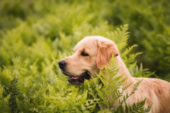 b20438edcb7823f5c90f8e7ded1cdeed_246