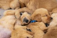 b492767a083dae97c6fb5188082c8db2_195x130_fill