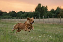 b4fd261f53366d4510033a18d77e23f5_246