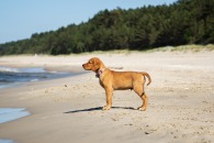 b5258d8011499a7baa78b2ddb3af06da_195